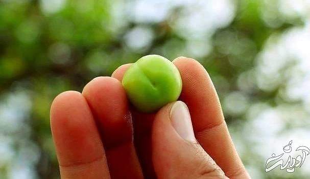 عوارض خوردن گوجه سبز در بارداری عوارض گوجه سبز